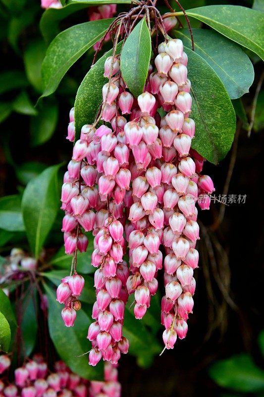 日本Pieris japonica /日本andromeda